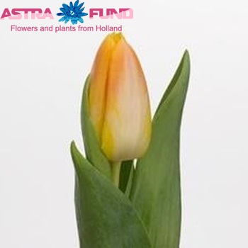 Tulipa Triumf Grp enkel Golden Dynasty foto