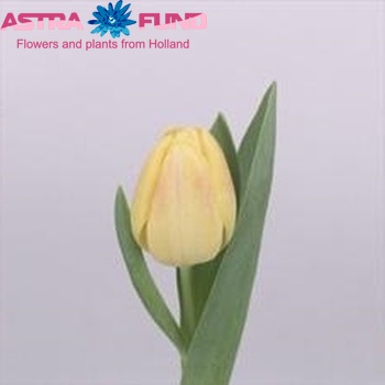 Tulipa Triumf Grp enkel 'Golden Libretto' photo