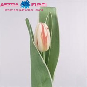 Tulipa Triumf Grp enkel 'Happy Generation' photo