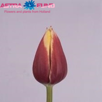 Tulipa Triumf Grp enkel 'Hasmir' фото