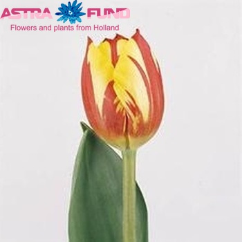 Tulipa Triumf Grp enkel 'Helmar' photo