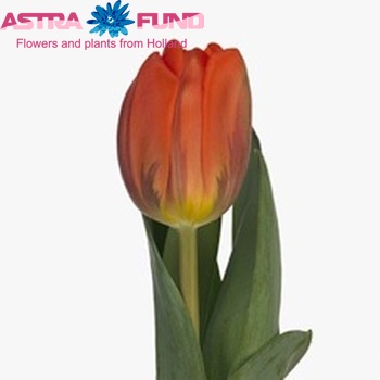 Tulipa Triumf Grp enkel 'Hermitage' photo