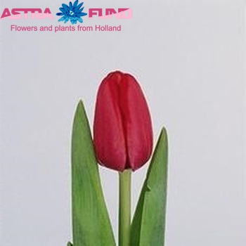 Tulipa Triumf Grp enkel 'Hiske' photo