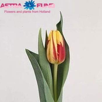 Tulipa Triumf Grp enkel 'Holland Queen' foto