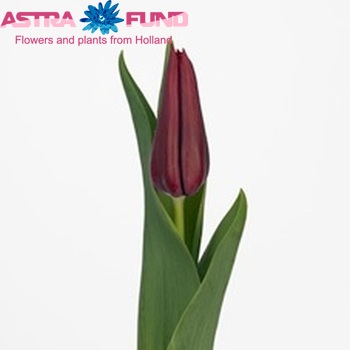 Tulipa Triumf Grp enkel 'Hong Kong' Foto