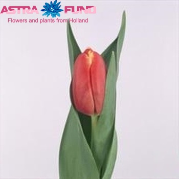 Tulipa Triumf Grp enkel 'Hunter' foto