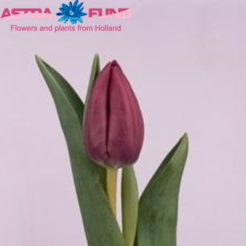 Tulipa Triumf Grp enkel 'Huntsville' Foto