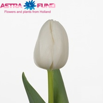 Tulipa Triumf Grp enkel 'Ice Princess' Foto