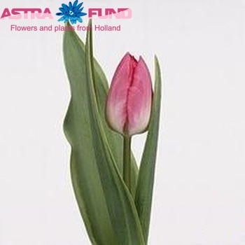 Tulipa Triumf Grp enkel 'Ilbama' фото