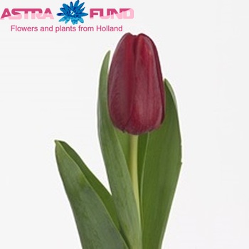 Tulipa Triumf Grp enkel 'Ile de Hollande' photo