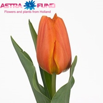 Tulipa Triumf Grp enkel 'Irem' photo