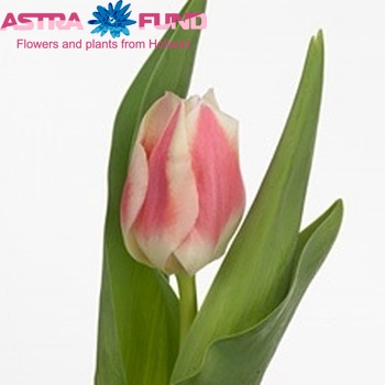 Tulipa Triumf Grp enkel 'Isabella' photo