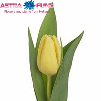 Tulipa Triumf Grp enkel 'Janaka' photo