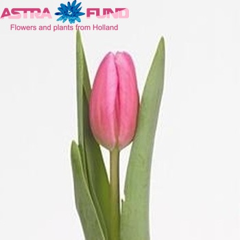 Tulipa Triumf Grp enkel 'Jumbo Pink' foto