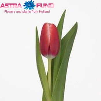 Tulipa Triumf Grp enkel 'Kung-Fu' photo