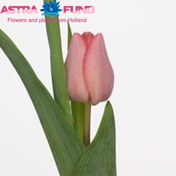 Tulipa Triumf Grp enkel 'Lasergame' фото