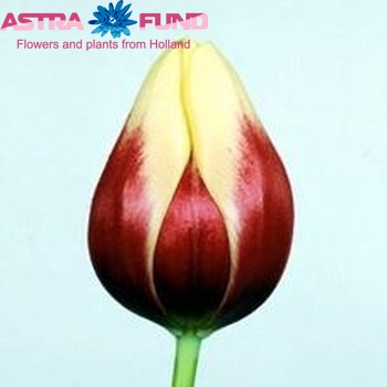 Tulipa Triumf Grp enkel 'Leda' Foto