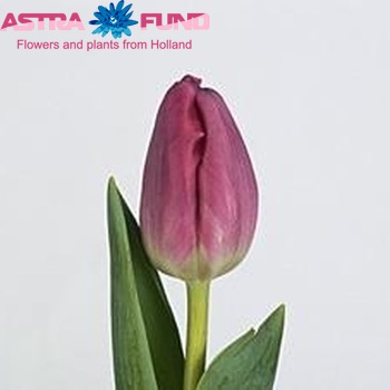 Tulipa Triumf Grp enkel 'Lugano' photo