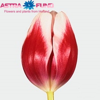 Tulipa Triumf Grp enkel 'Lustige Witwe' photo