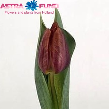 Tulipa Triumf Grp enkel 'Malaika' photo