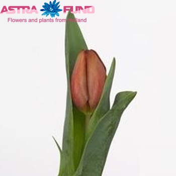 Tulipa Triumf Grp enkel 'Malibu' photo