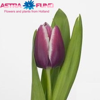 Tulipa Triumf Grp enkel 'Marco' photo