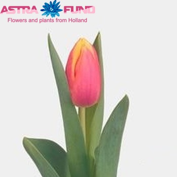 Tulipa Triumf Grp enkel 'Marketta' Foto