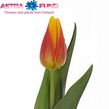 Tulipa Triumf Grp enkel 'Mastermind' photo