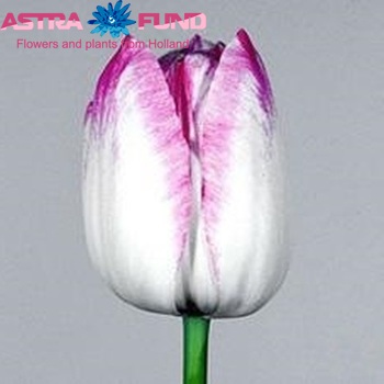 Tulipa Triumf Grp enkel 'Meissner Porzellan' photo