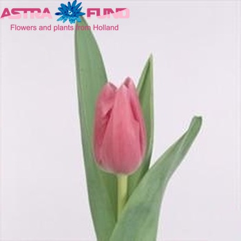 Tulipa Triumf Grp enkel 'Mistress' photo