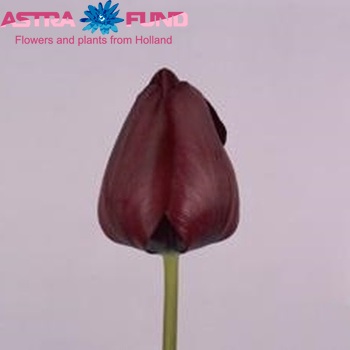 Tulipa Triumf Grp enkel 'Negrita Favourite' foto