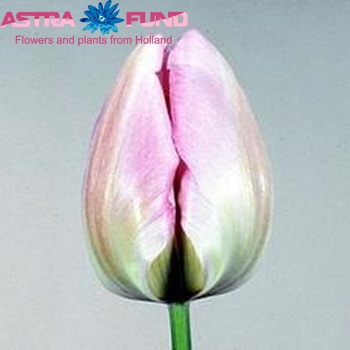 Tulipa Triumf Grp enkel 'New Design' Foto