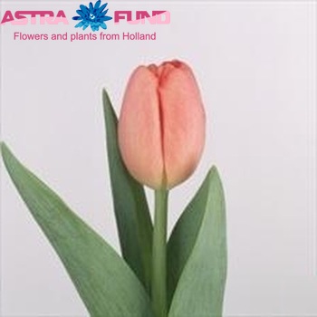 Tulipa Triumf Grp enkel 'Ninja' photo