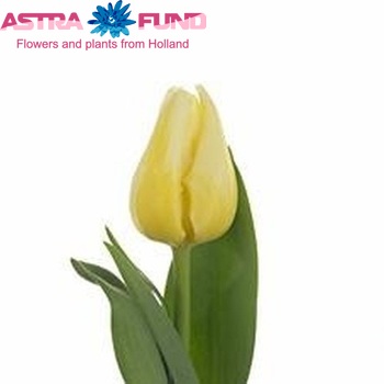 Tulipa Triumf Grp enkel 'Nobu Aoki' Foto