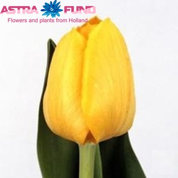 Tulipa Triumf Grp enkel 'Olympic Medal' photo