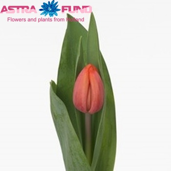 Tulipa Triumf Grp enkel 'Orandiso' photo