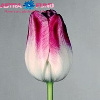 Tulipa Triumf Grp enkel 'Page Polka' photo