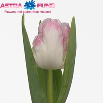 Tulipa Triumf Grp enkel 'Pastello Amore' photo