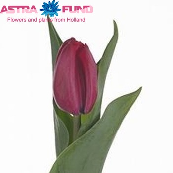 Tulipa Triumf Grp enkel 'Petra' photo