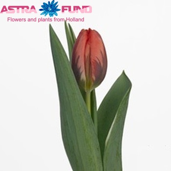 Tulipa Triumf Grp enkel 'Pink Irene' foto