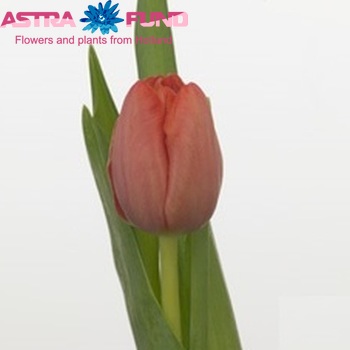 Tulipa Triumf Grp enkel 'Primavera' foto