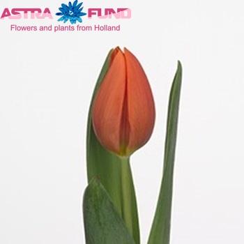 Tulipa Triumf Grp enkel 'Prinses Catharina-Amalia' photo