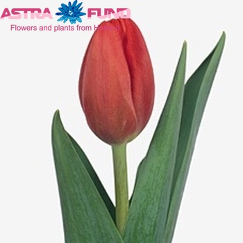 Tulipa Triumf Grp enkel 'Red Bull' photo