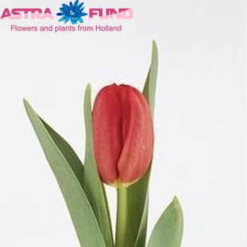 Tulipa Triumf Grp enkel 'Red Mark' photo