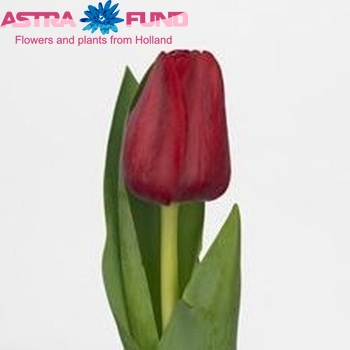 Tulipa Triumf Grp enkel 'Red Planet' фото