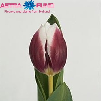 Tulipa Triumf Grp enkel 'Remise' фото