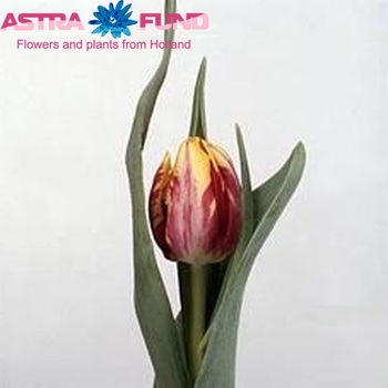 Tulipa Triumf Grp enkel Rems Glory photo