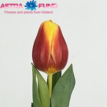 Tulipa Triumf Grp enkel 'Residence' photo