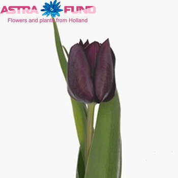 Tulipa Triumf Grp enkel 'Ronaldo' photo