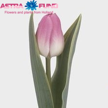 Tulipa Triumf Grp enkel Rosario Special фото